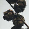 Cypress Balls wax candleholder
