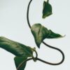 Medium Honeysuckle Candle