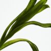 LOEWE Esencia Elixir 50ml