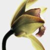 LOEWE Roasted Vanilla EDP 100ml