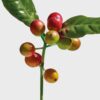 LOEWE Wild Coffee EDP 100ml
