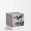 Medium Honeysuckle Candle