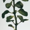 Oregano liquid soap