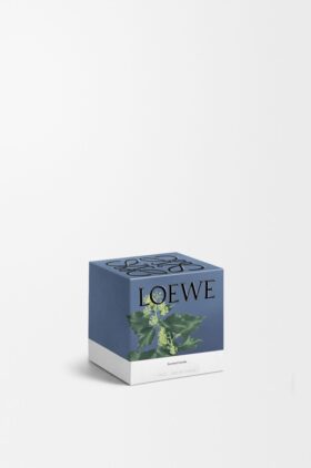 Small Ivy Candle