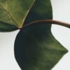 Ivy Large solid soap
