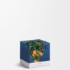 Small Orange Blossom Candle