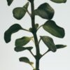 Oregano Large Soap Bar