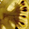 Tomato Leaves body scrub